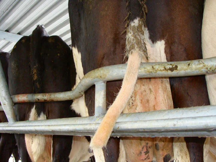 SHOOF Kuhschwanztrimmer TailWell